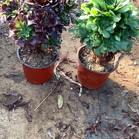 组合多肉法师9号植物