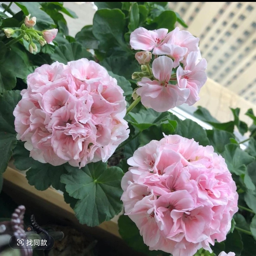 天竺丹麦女王小老桩