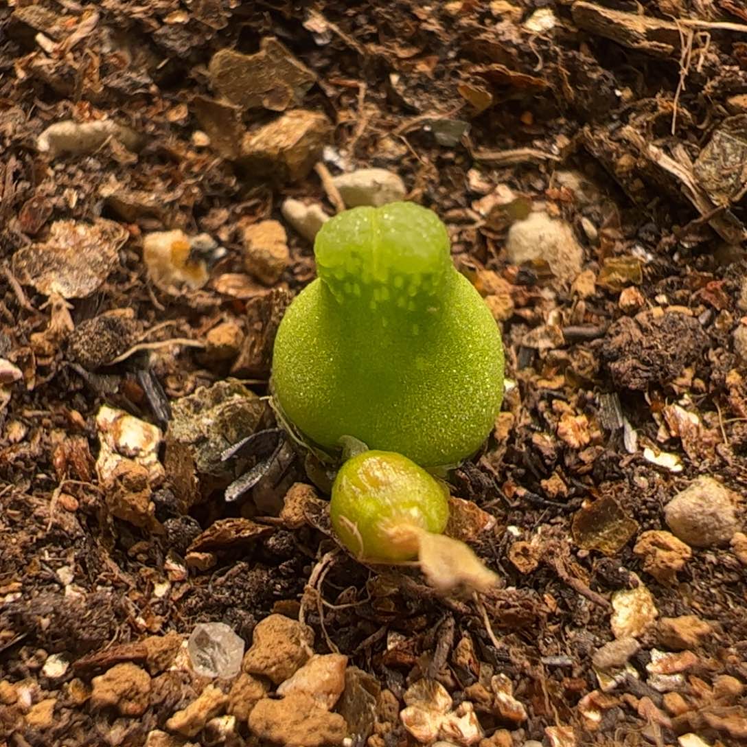 小葫芦母本多肉植物