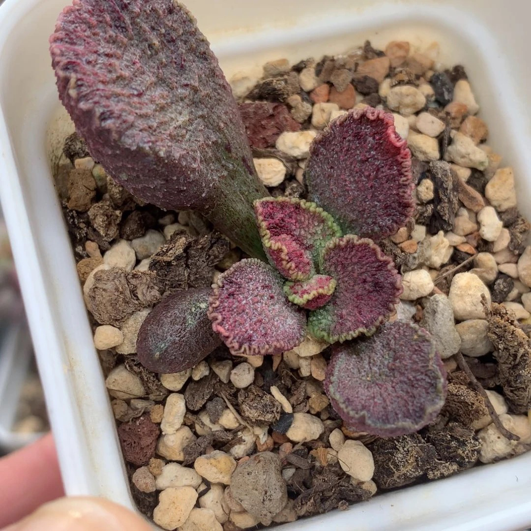 火凤凰小成株7厘米盆 多肉植物 水泡贵货多肉包邮