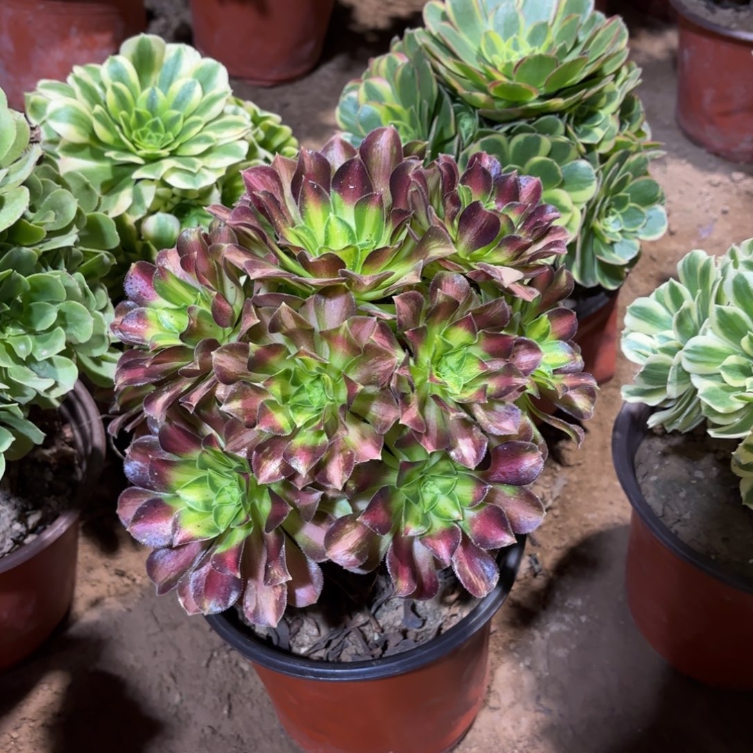 韶华法师9.9多肉植物