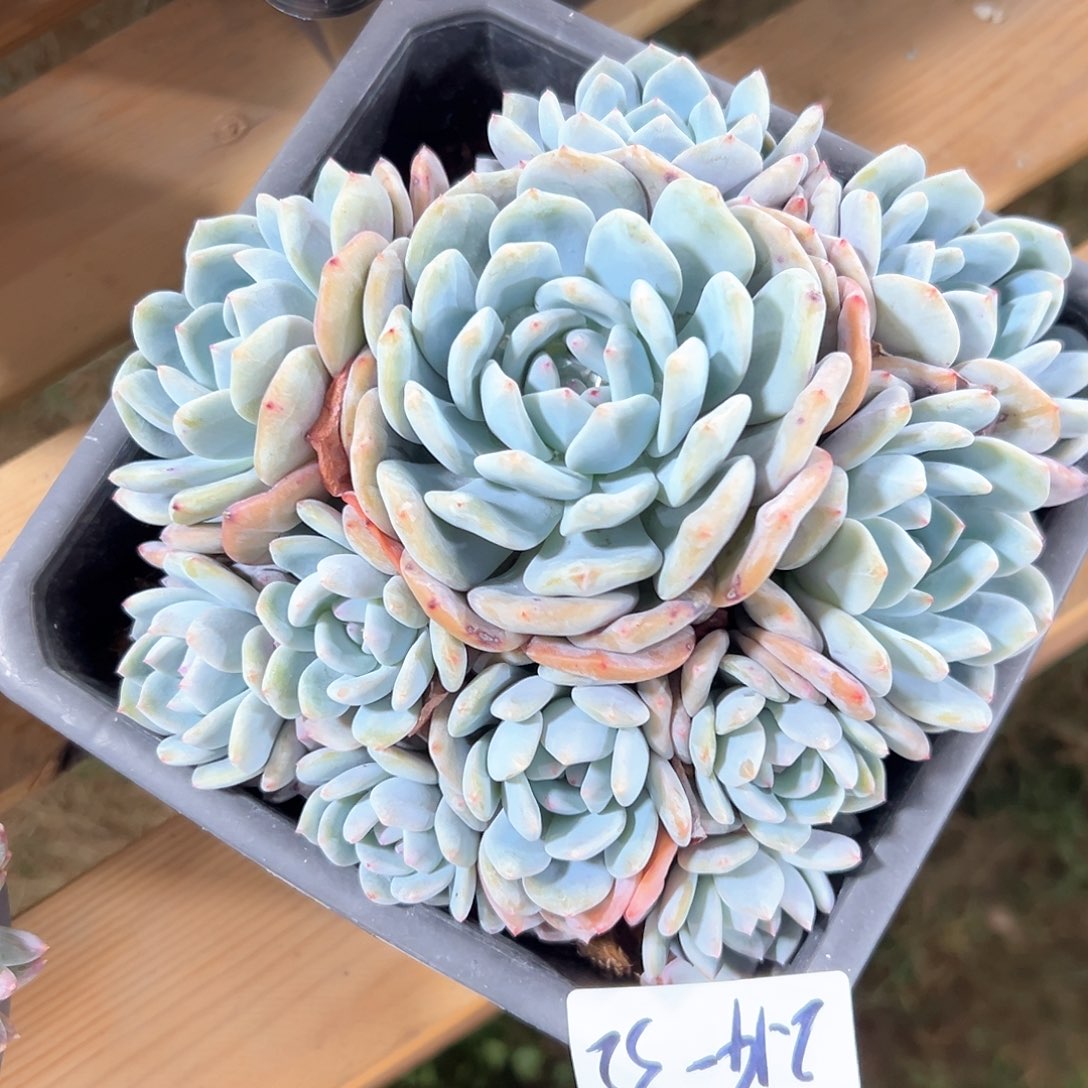 214-32橙子多头多肉