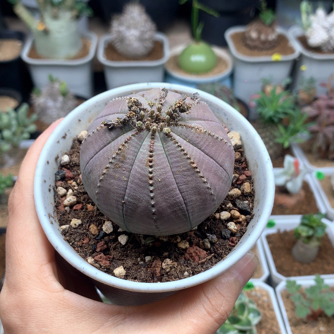 实生欧系布纹球带盆  公