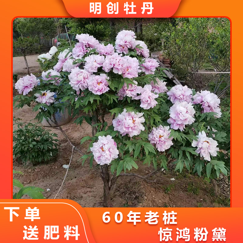【惊鸿粉黛】60年老桩千层重瓣观赏牡丹庭院别墅花卉绿植