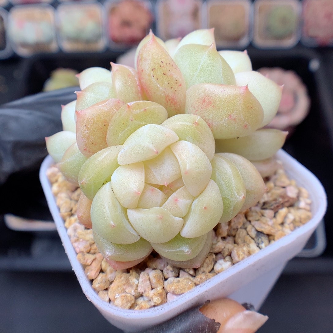 多肉植物。 糖心10