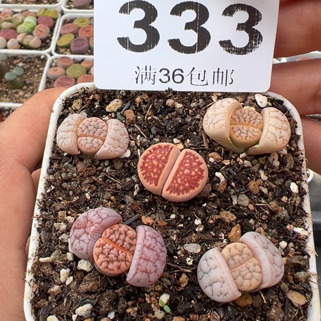 1.17好看的多肉333