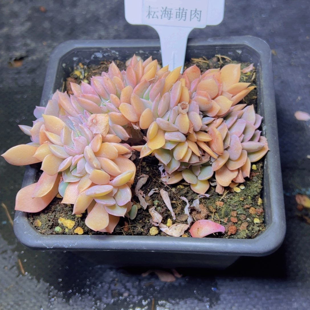 沿***~杂交4367多肉植物