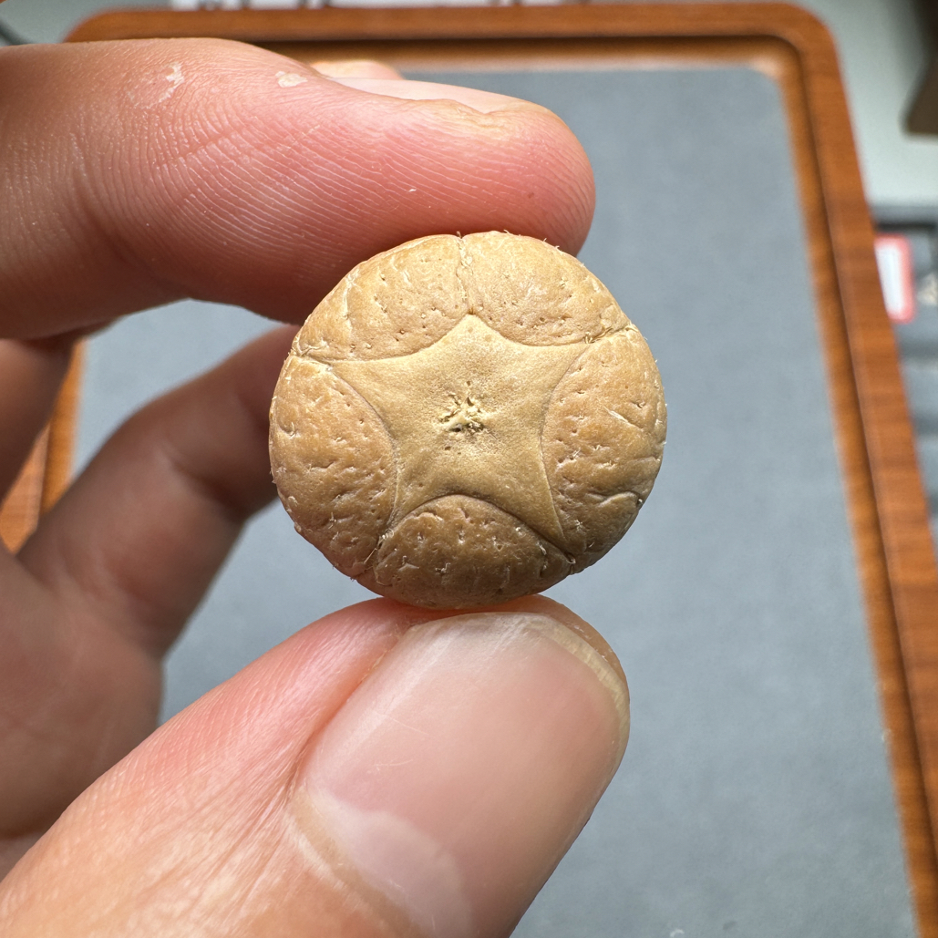 19+五星上将菩提凤眼手串三通佛头，非质量问题开孔不退
