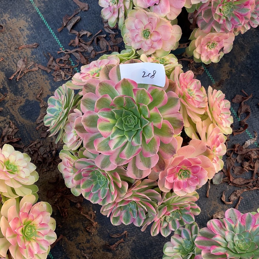 218111111111111111111