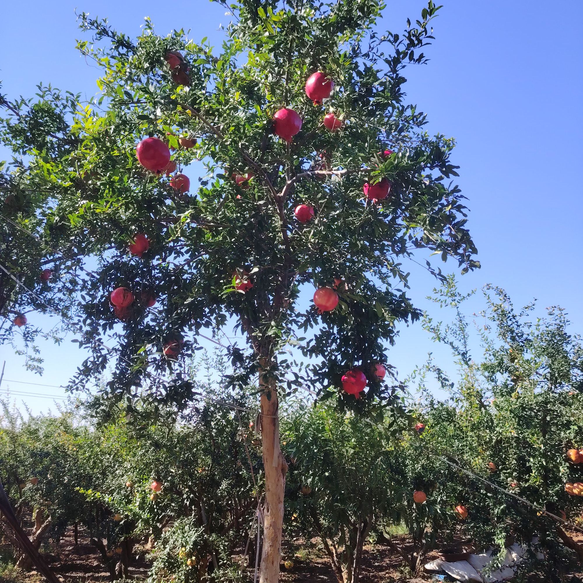 绿植丛林老桩（一物石榴一拍）