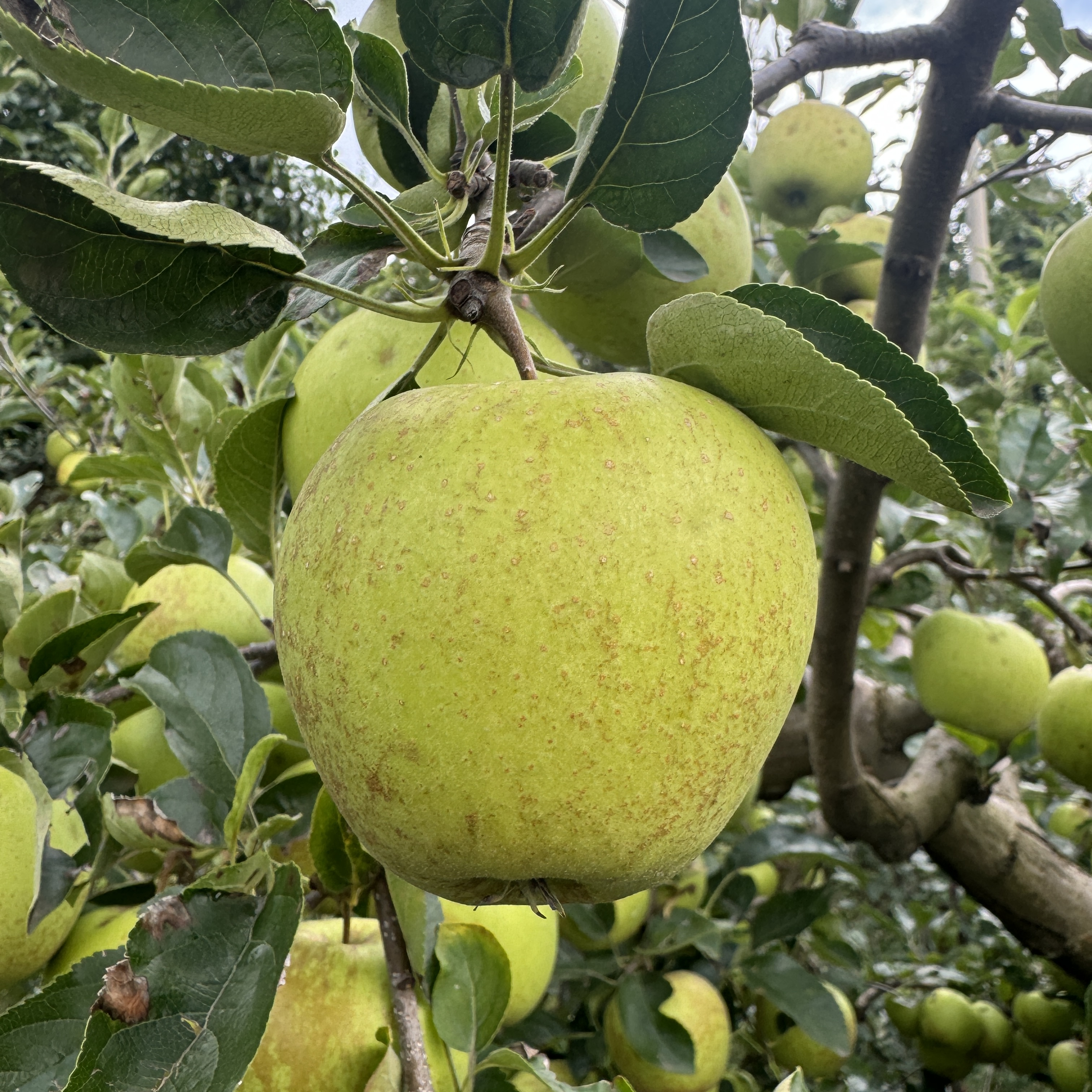 福袋【昭通】老金帅酸甜脆口青苹果丑黄元帅头茬云南高山孕妇水果  