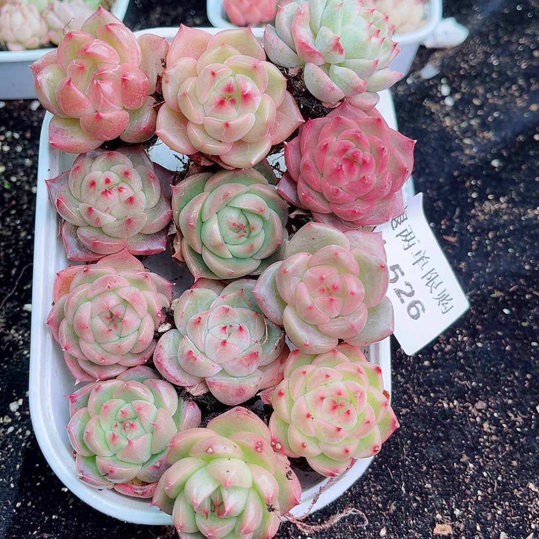 1-526 新疆西藏内蒙不发零度以下拍保温箱不包损