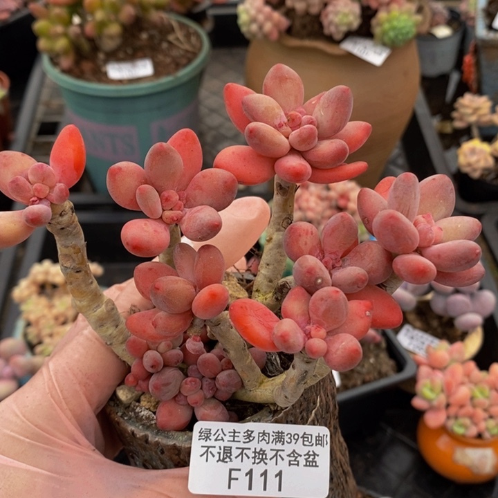 樱花奶老桩111多肉植物