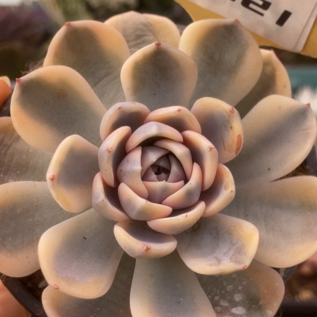 721汉堡锦锦锦锦锦锦锦