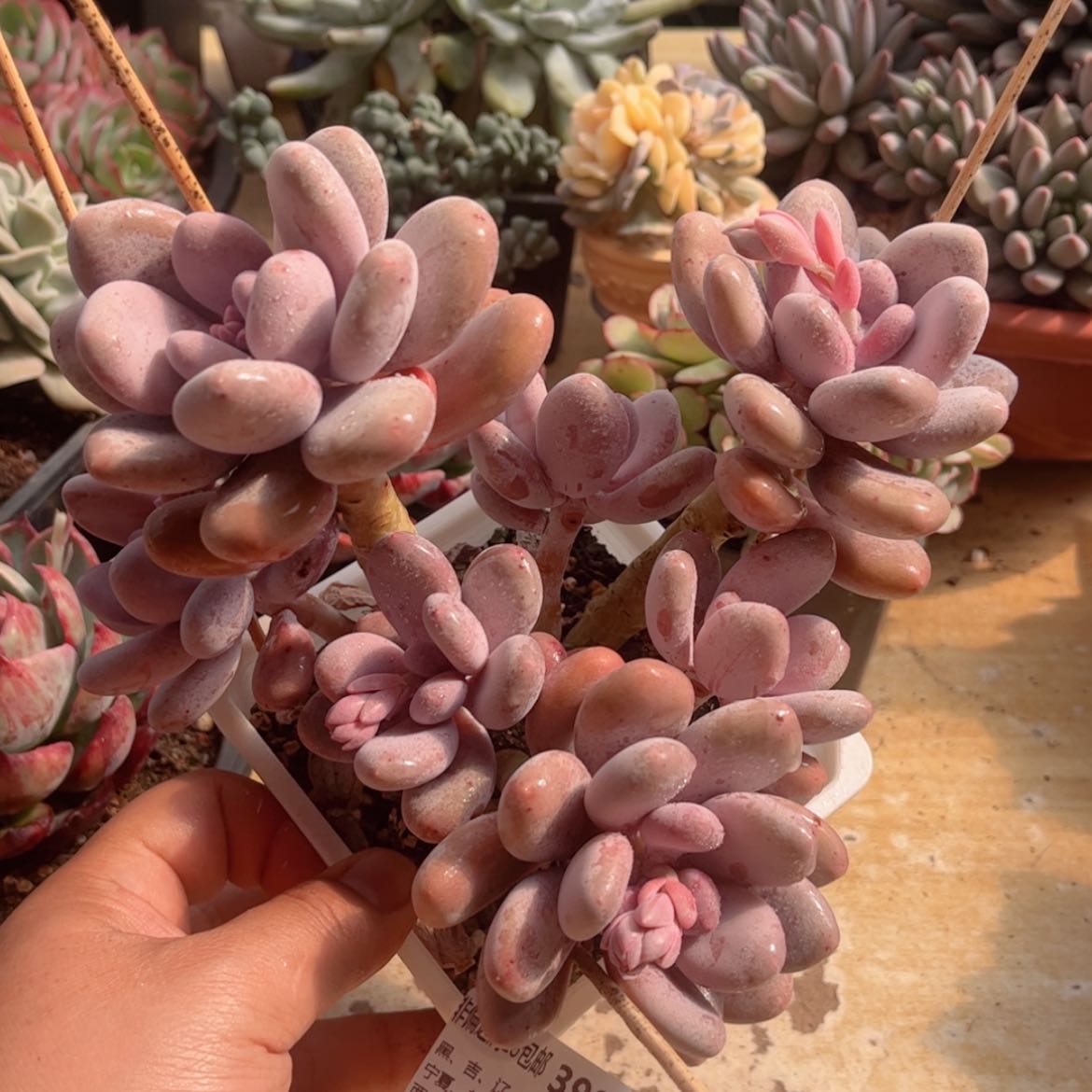 【闪购商品】399大叶奶