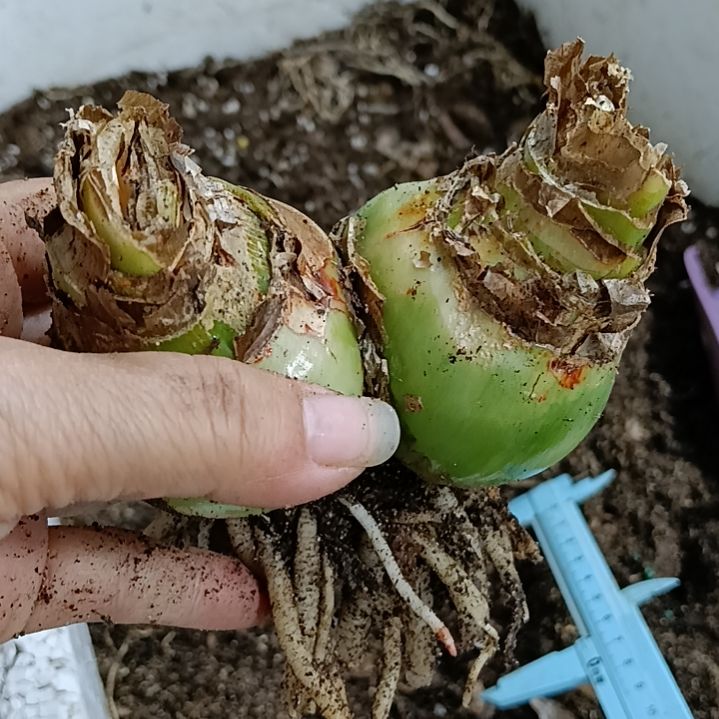 爱***生无花朵焦点5+双头
