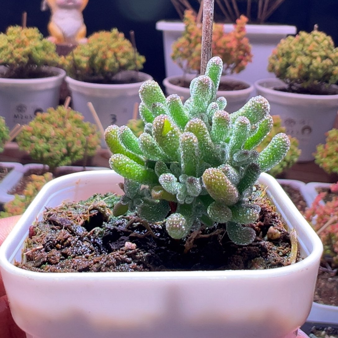 101冰晶杂一物一拍带盆土发货