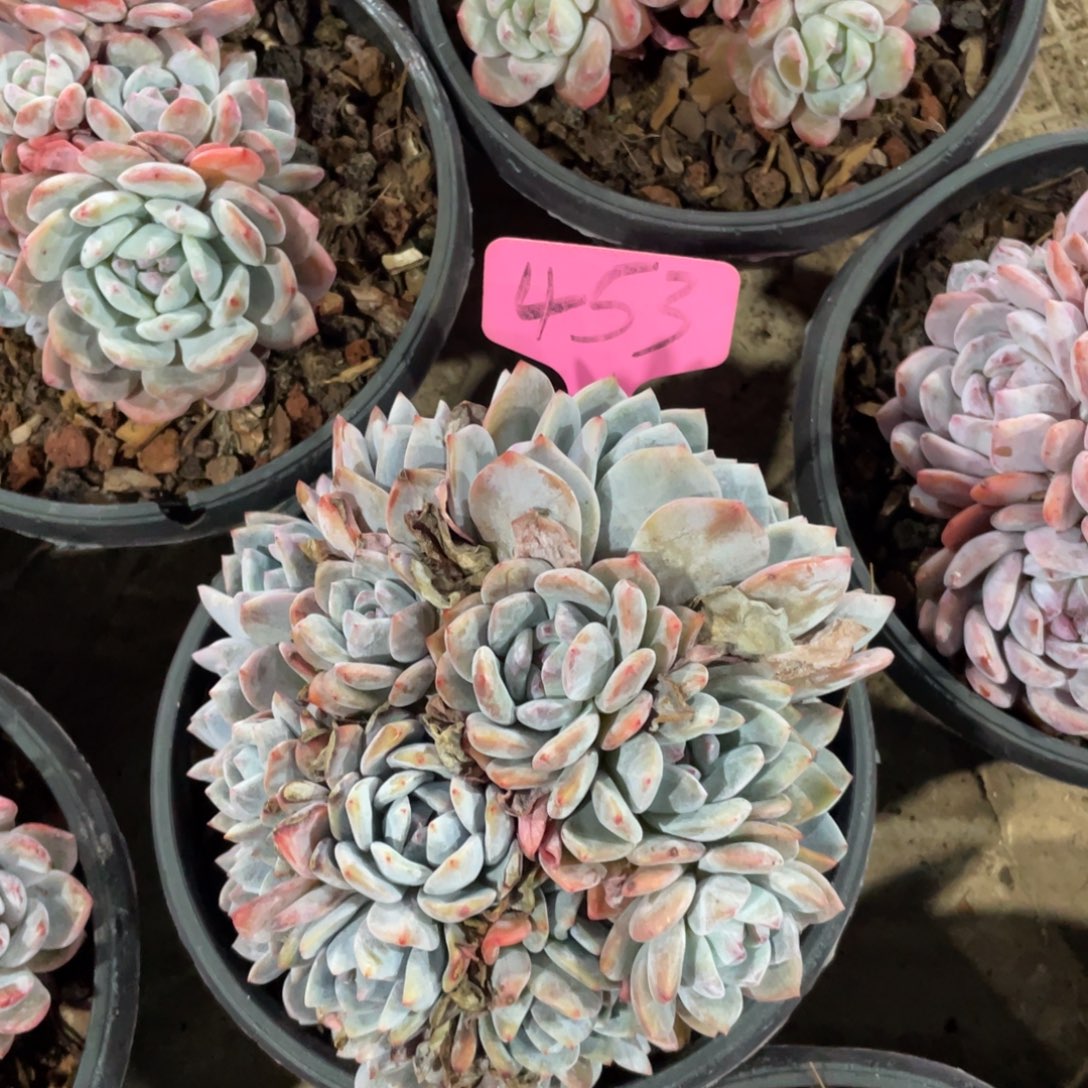 星影缀化多头群生453