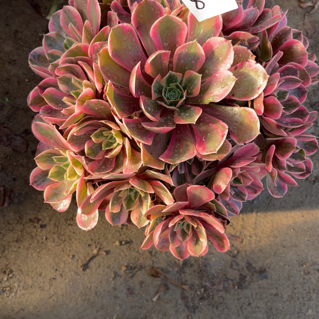 12-8-10粉女妖法师锦