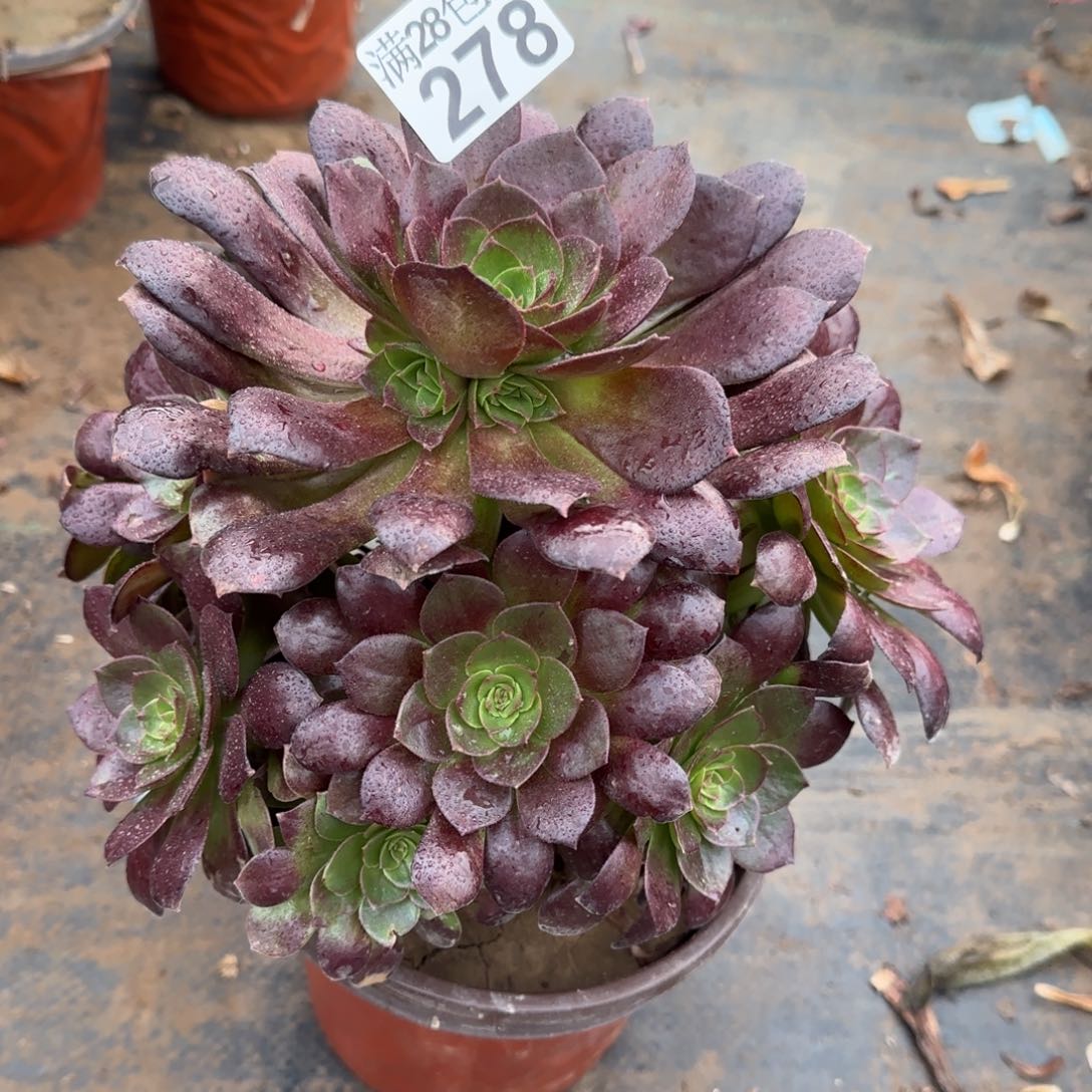 黑魔多肉278满28包邮断枝不包