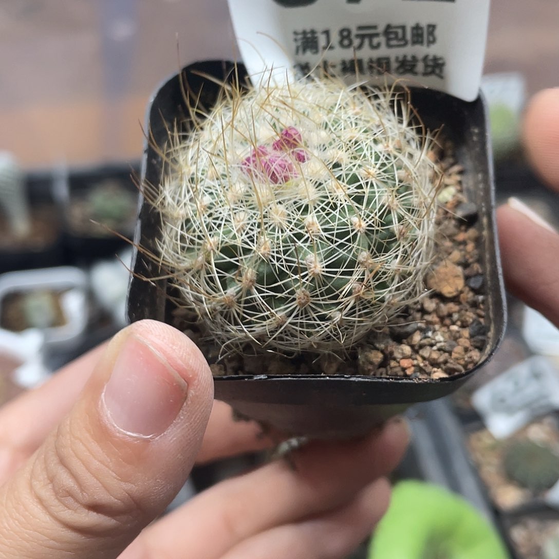 692白虎娇丽仙人球植物