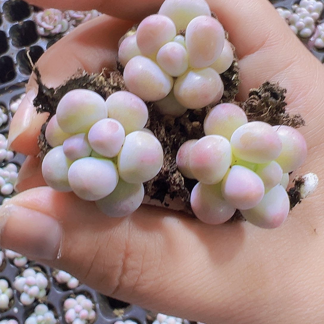 汤圆5个19包邮多肉植物