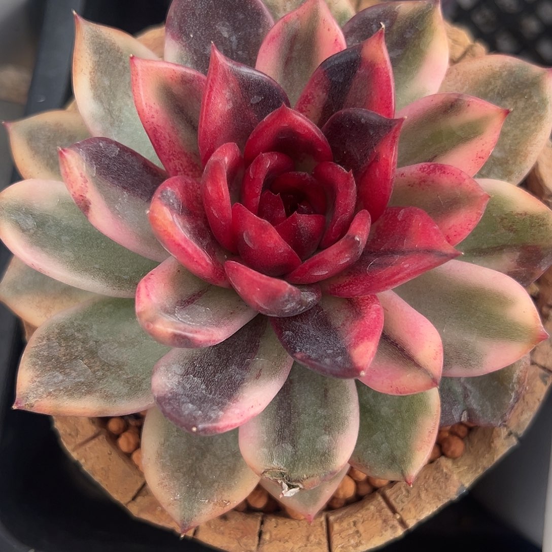 火焰玫瑰锦多肉植物