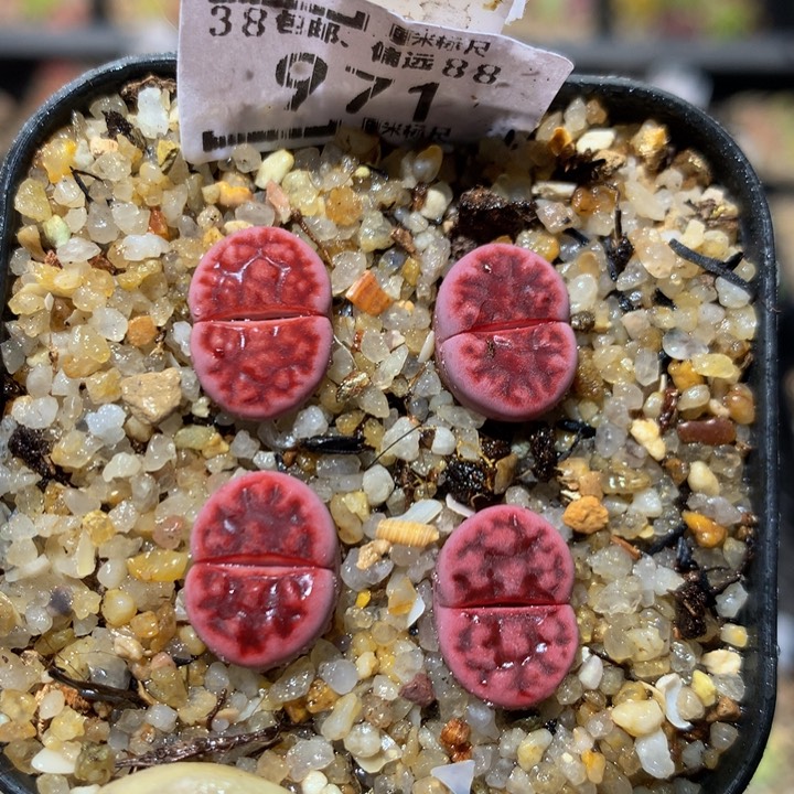 zzz精品生石花971