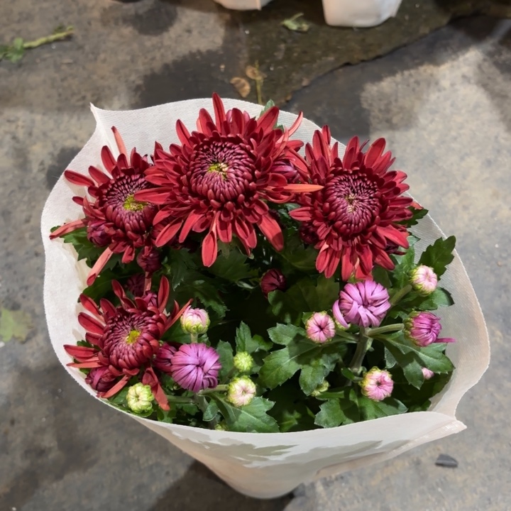 140规格龙爪菊红紫双色