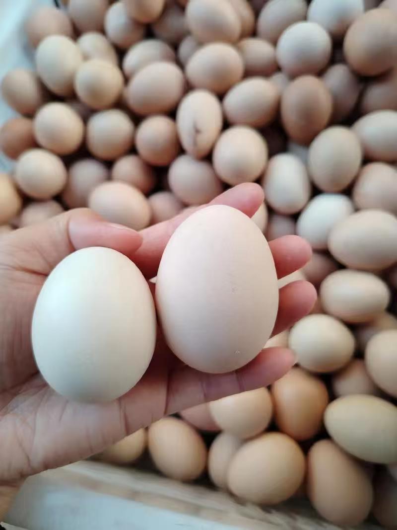 农家散养鸡蛋【48个】