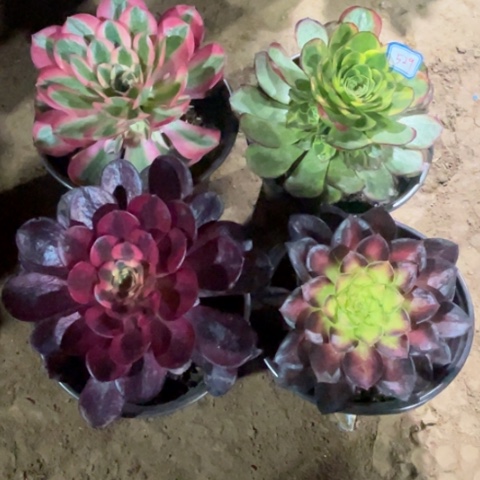 529多肉植物组合