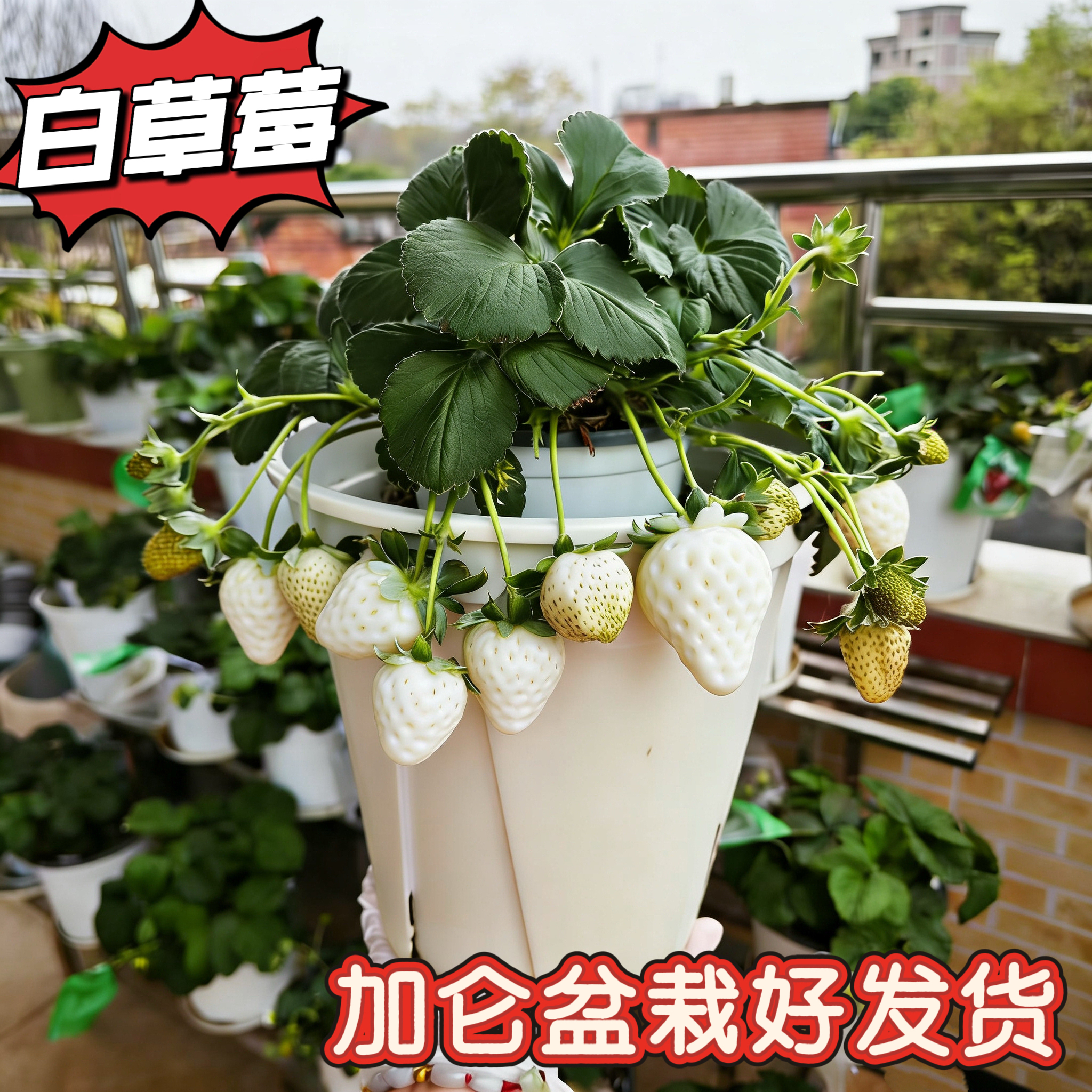 白草莓加仑盆带盆栽奶油北方原土原盆果树南北方种植四季当年大果