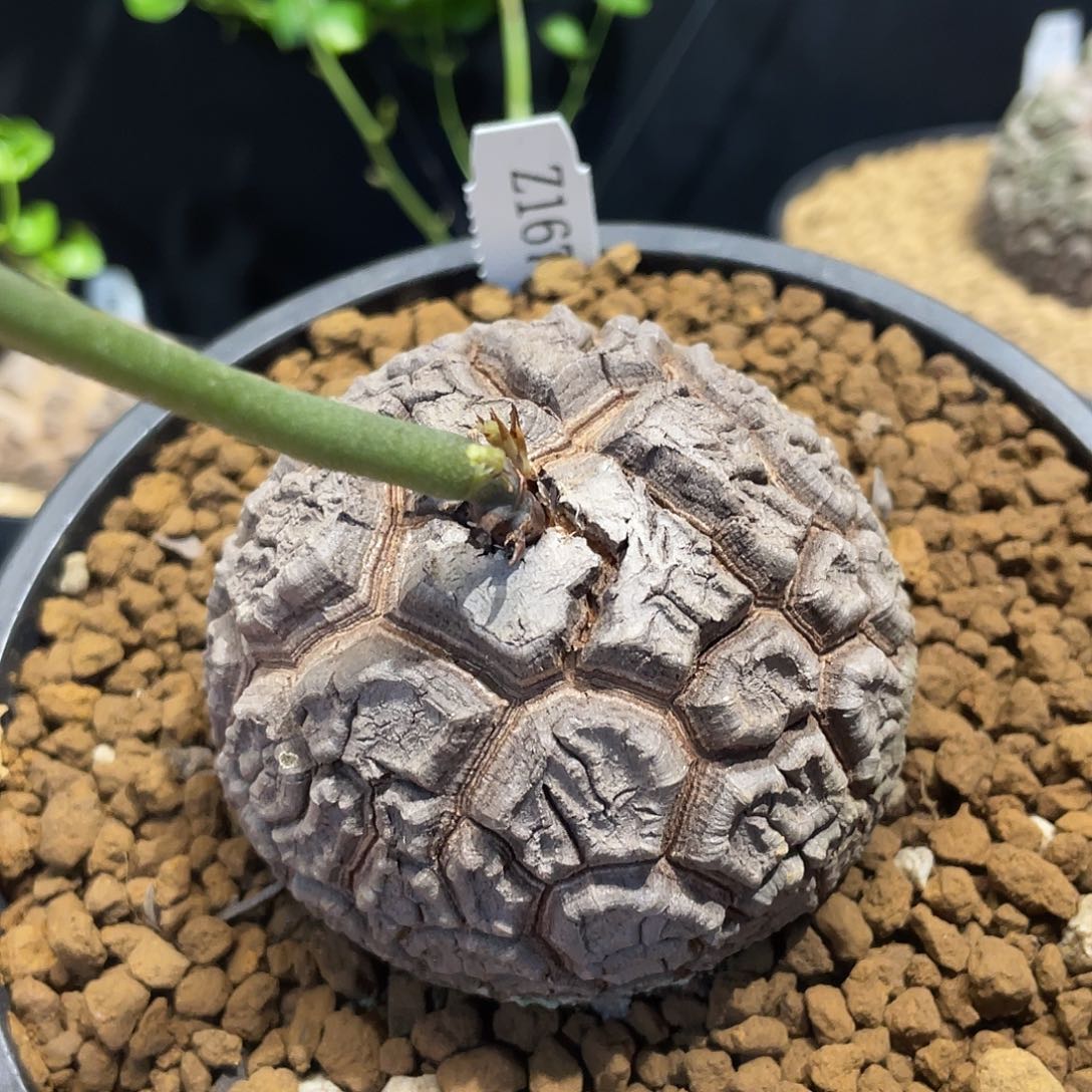 167宽甲深纹龟7厘米