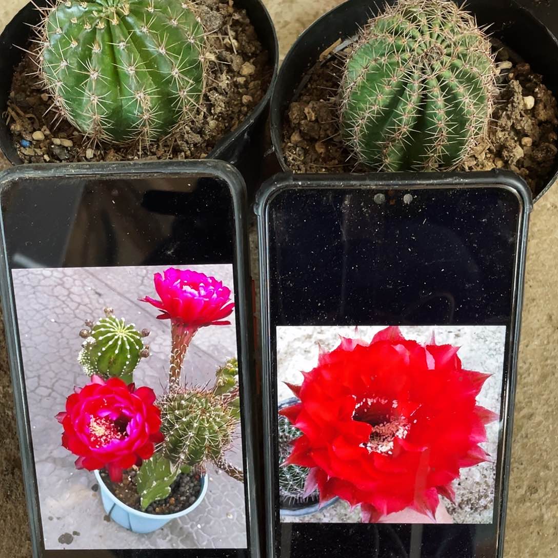 用****7朱颜和红领巾