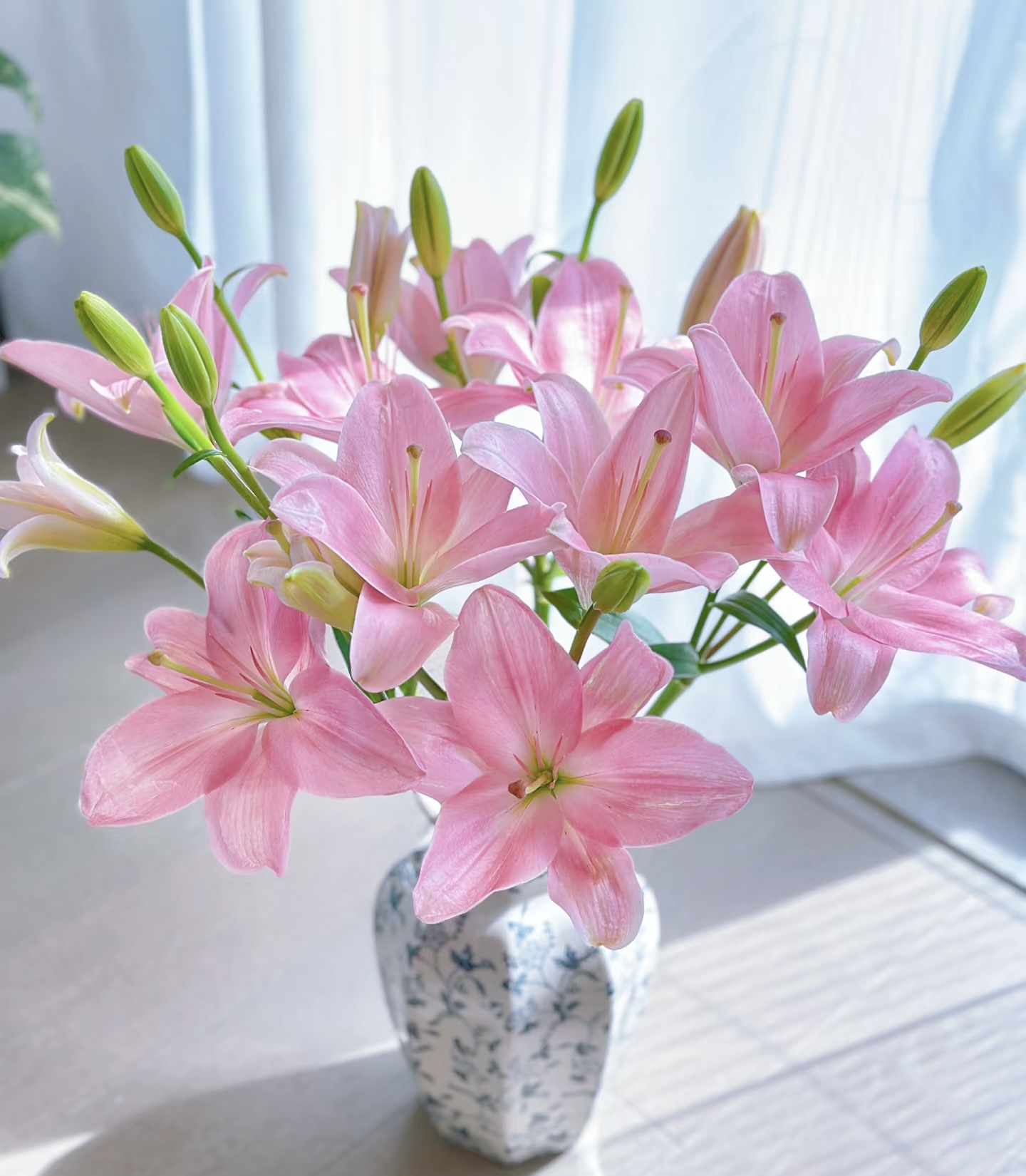 小粉仙亚百合 【任意两单及两单以上鲜花顺丰包邮发货】