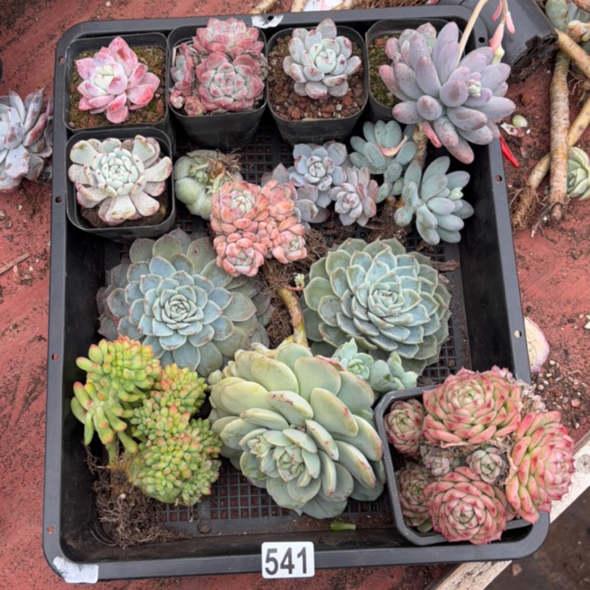 多肉植物框拍849