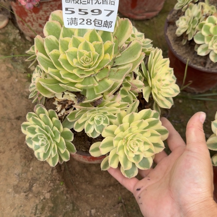 5597二号棚多肉植物B