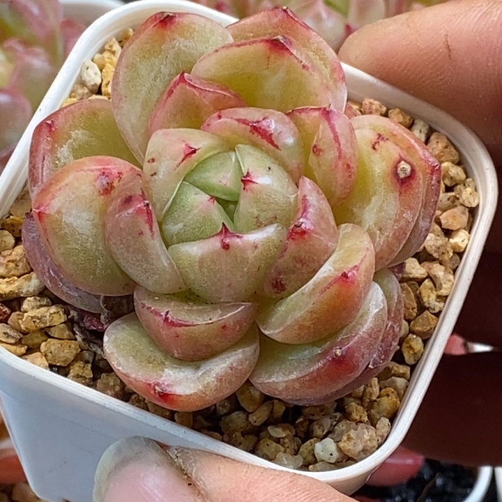 天官赐福百无禁忌
