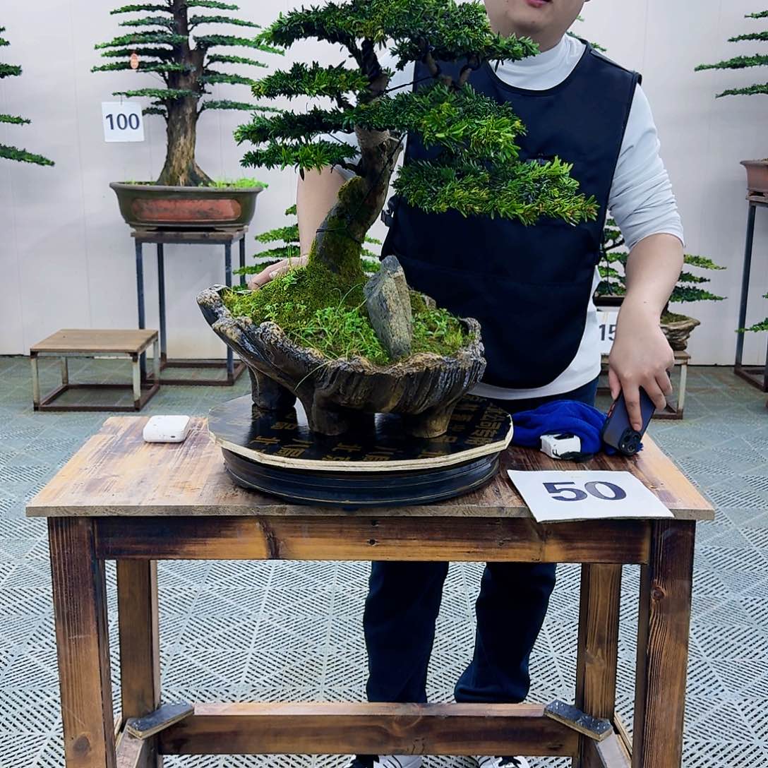 米叶罗汉松造型盆景