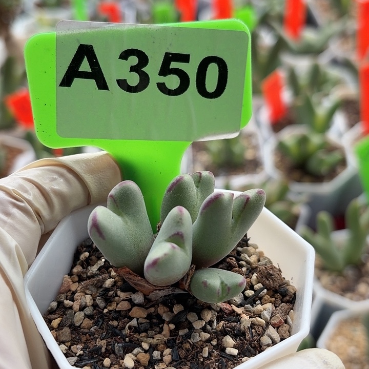 爱***的350mmmmmmmmmmmmmmmm