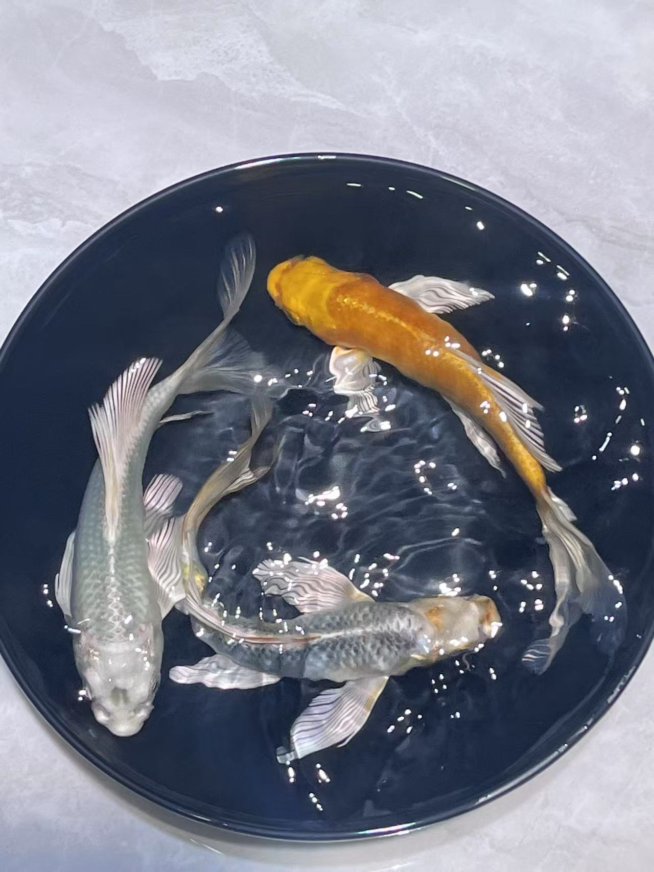 801-900号德系玛雅蝴蝶鲤锦鲤金鱼宠物观赏鱼