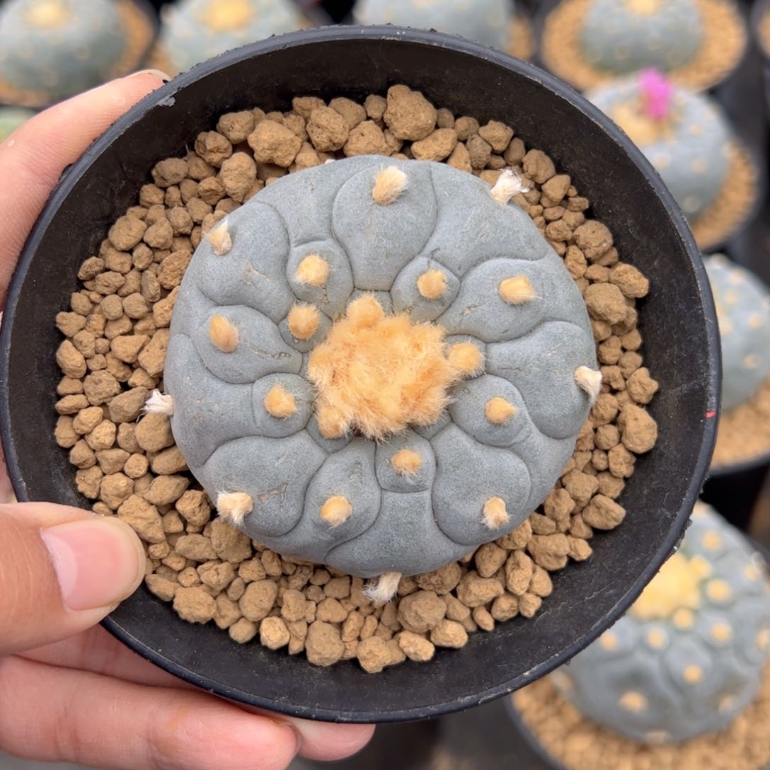 实生带盆H4gcchhjj