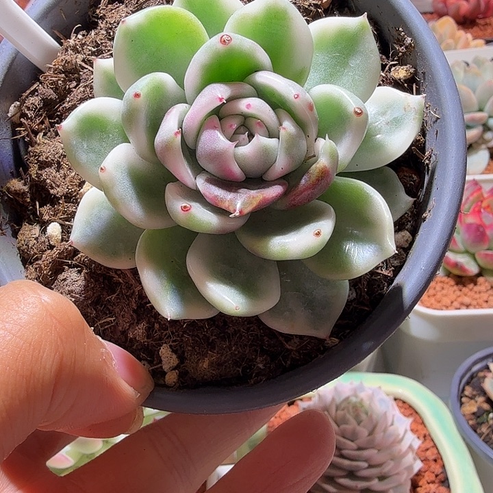 胖体黑玫瑰多肉植物