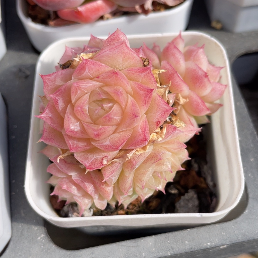 优选潘多拉女王多肉1324