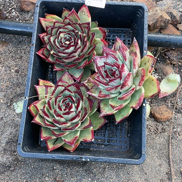 若如东云单拍A352