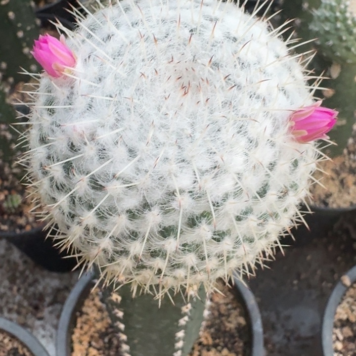 福岛苗接仙人球6.2公分