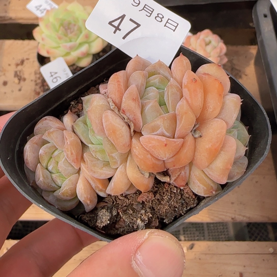 纯爱四头朵朵缀一颗