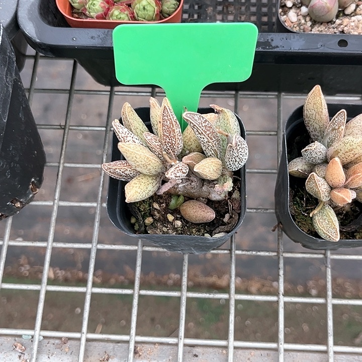 我也不知道怎么办啊你