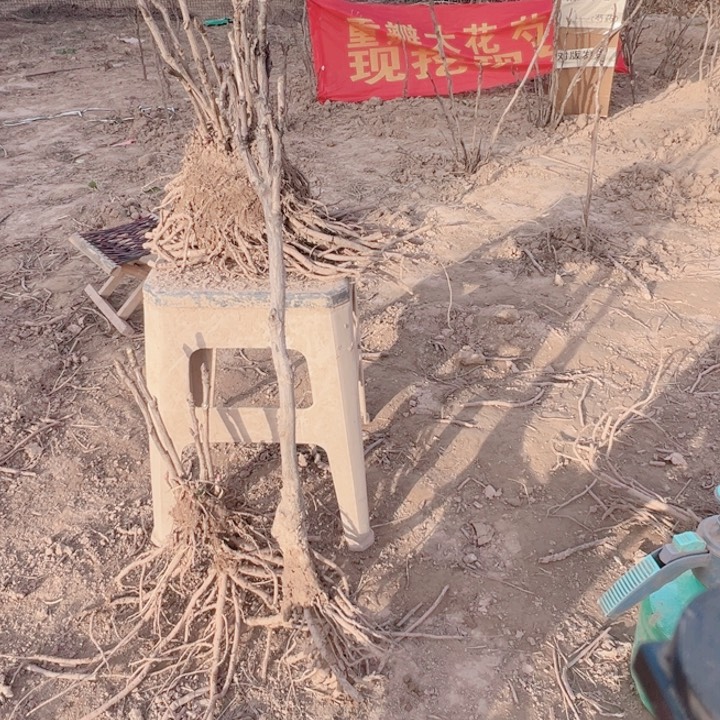 当前无花栽培后可以开花黑豹，岛津
