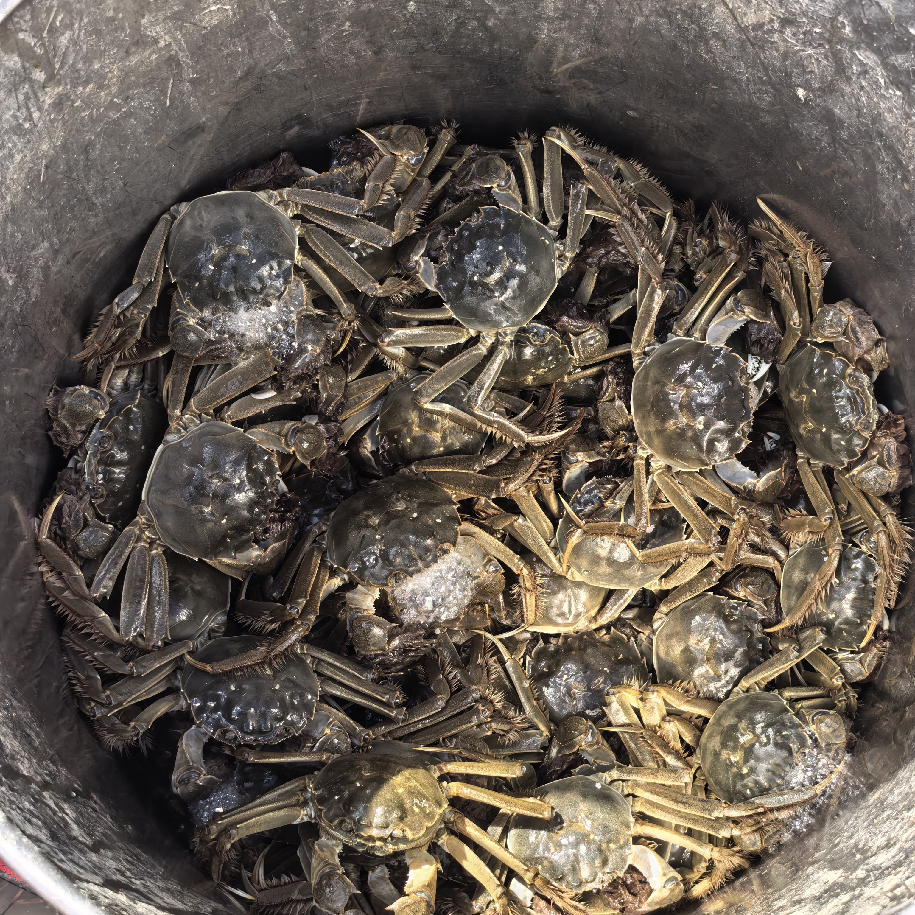 顺丰包邮公母对半8-10只规格2两以上一公斤